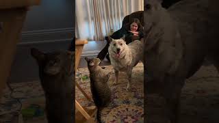 Download lagu Full Video: https://youtu.be/KFn_d7Ug6b0?is=fJHjYKGUptCczjRS #viral #funnyvideo 😂 mp3