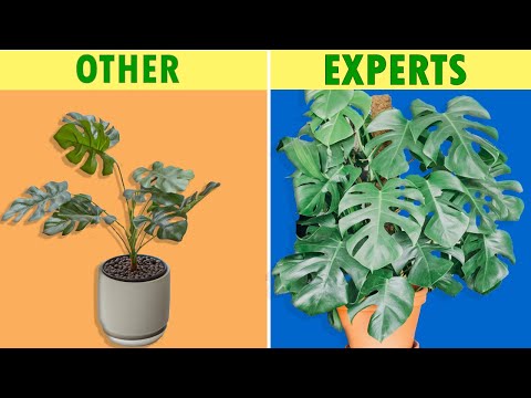 , title : '7 Things HOUSEPLANTS EXPERTS Do that you Do not | HOUSE PLANT CARE TIPS'