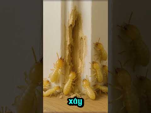 Diệt Mối Tận Gốc Bảo Vệ Ngôi Nhà Thân Yêu