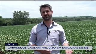 Miniatura do vídeo