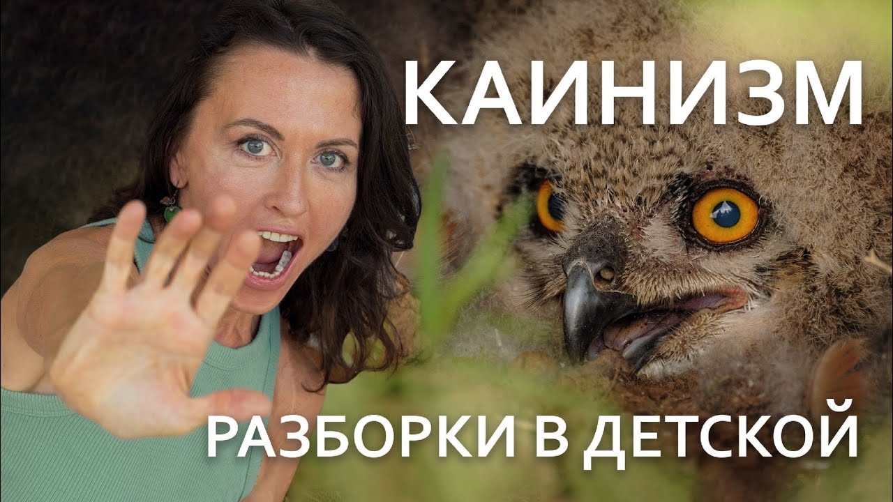 Каинизм у филинов // Всё как у зверей #105