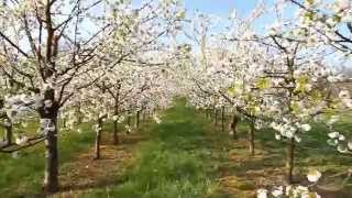 preview picture of video 'Edelbrand Hubert und Ottilie Hackl - Kirschenblüte in der Wachau'