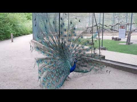 Berlin: Balzender Pfau auf der Pfaueninsel - Peacock mating dance on Peacock Island