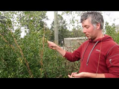 Bayberry Ecology and Uses