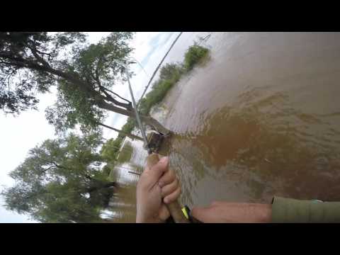 Freshwater video of Golden Dorado uploaded by Federico Barbero