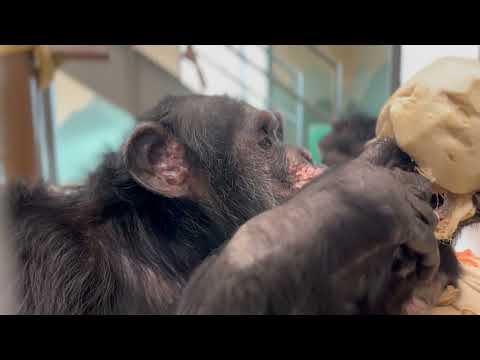 Happy 35th Birthday to Chimpanzee Willy B - Coconut Mayhem