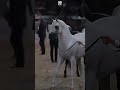 Arabic Horse