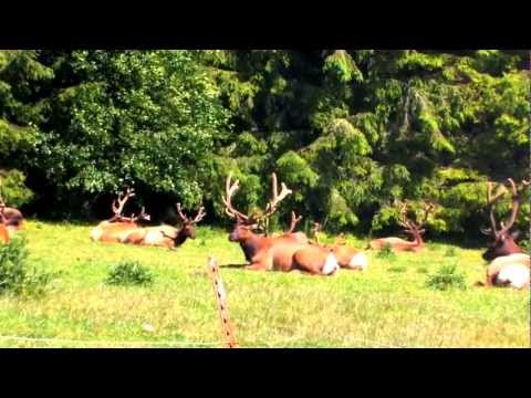 BIG YAMADORI TRAILER | Collect Redwood | BONSAI HUNTERS #yamadori #redwood #bonsai