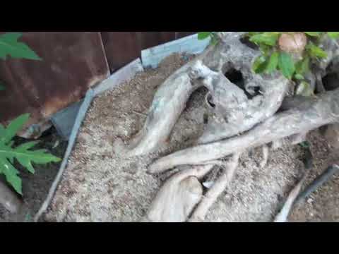 m680... bằng lăng hoa tím 1000k lh 0986196825 đoạt