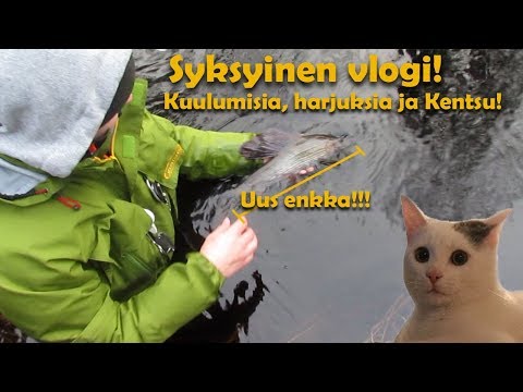 Kentsu, kuulumiset ja harjuksen perhokalastusta!