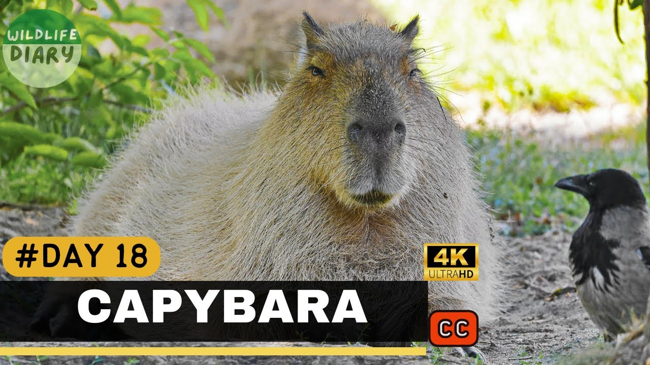 Fakta Unik Kapibara, Pengerat Raksasa yang Tak Takut Buaya | Wildlife Diary