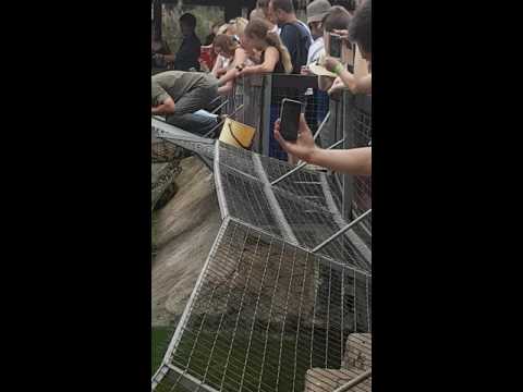 Homme manger pars un crocodile