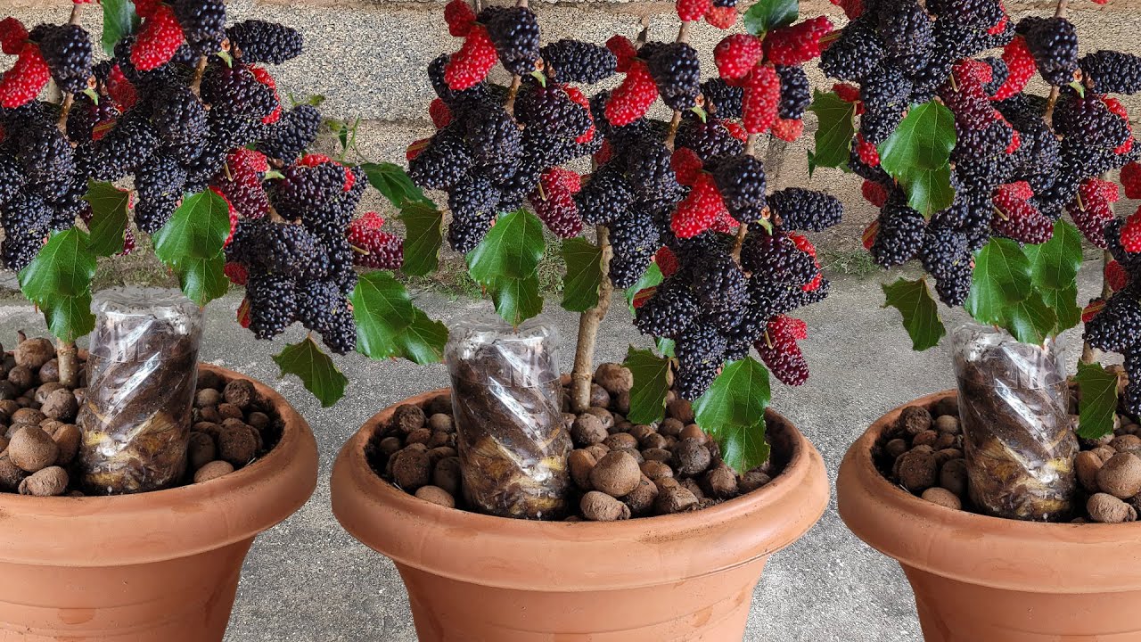 Amora produzirá muito como louca em pouco tempo (o ano todo)