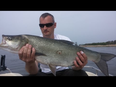 Boleniowe eldorado 2 | odc.64 | piękne grube bolenie | duży boleń 79 cm ! | spinning nad rzeką