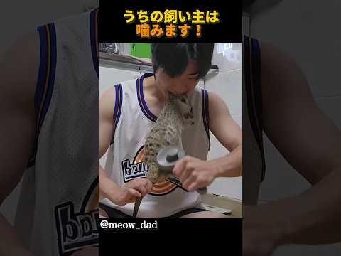 野生のミーアキャットの死期はますます早まっています