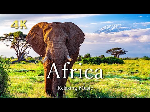 Africa 4K - Scenic Relaxation Film With Calming Music | アフリカ