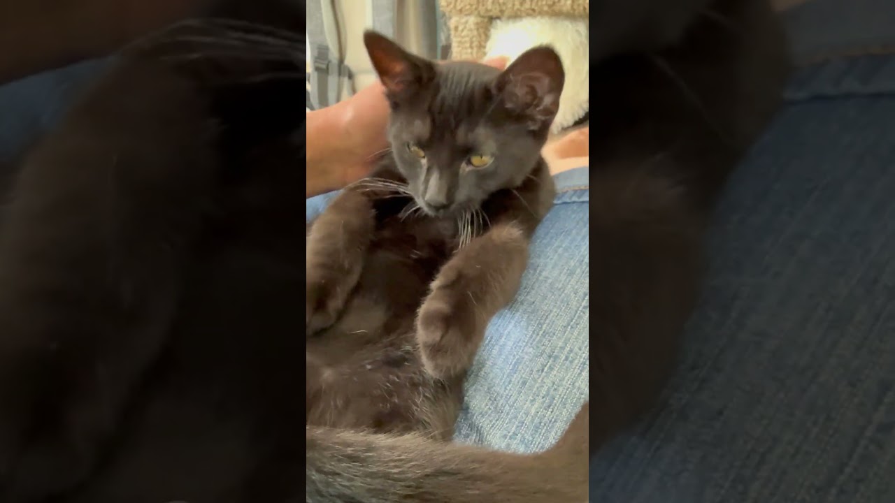Dottie - crazy affectionate little lovergirl, a ADOPTABLE Domestic Short Hair in Neenah, WI video 3/6