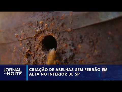 Criação de abelhas sem ferrão está em alta no interior de SP