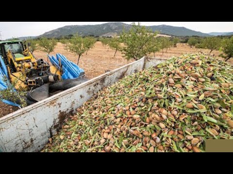 How To Cultivate Almond Fruit- Awesome Almond Fruit  Cultivation