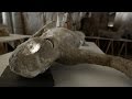 Reconstructing the Faces of Pompeii Victims