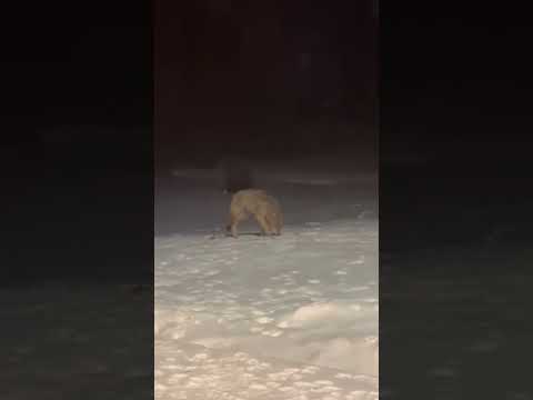 Dogs Realize They Were Playing With A Wolf in Backyard