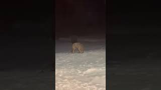 Des chiens réalisent qu'ils jouaient avec un loup dans leur jardin