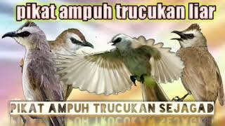 Download lagu suara pikat trucukan trocok cerucuk ampuh sejagad pikat burung trucuk terbaik anti zonk #pikatrucuk mp3 Download lagu suara pikat trucukan trocok cerucuk ampuh sejagad pikat burung trucuk terbaik anti zonk #pikatrucuk mp3