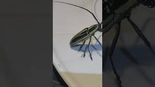 Download lagu Angry Jungle Insect Attacks | Costa Rica Overlanding | PURA VIDA mp3