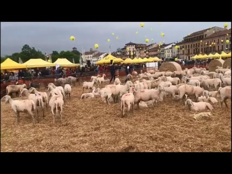 Transumanza a Padova: mille pecore in Prato della Valle