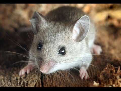 Uf, de i-ar vedea pisica - Cântecel pentru copii