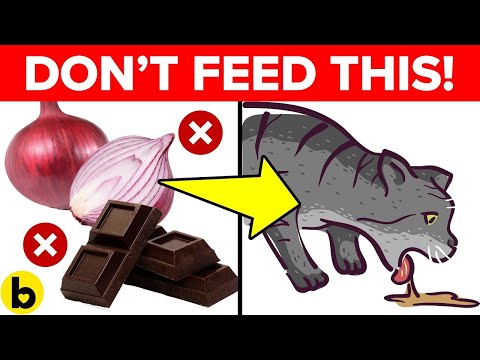 11 Foods That Will Kill Your Cat