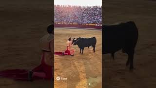 Matador Spares the Bull — What Happens Next Stuns the Crowd