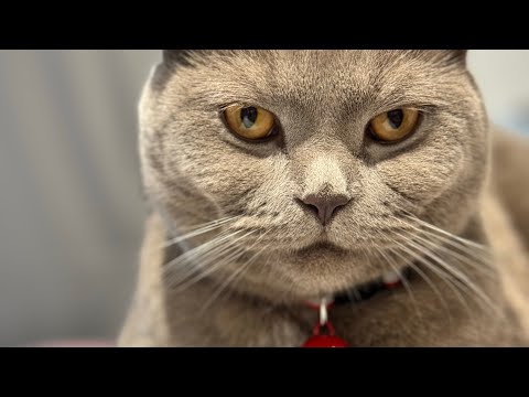 Relaxing Scottish Fold Cat Grooming | Midnight on Watermelon Cooling Mat | #thecuriousmidnight