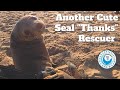 Another Cute Seal "Thanks" Rescuer