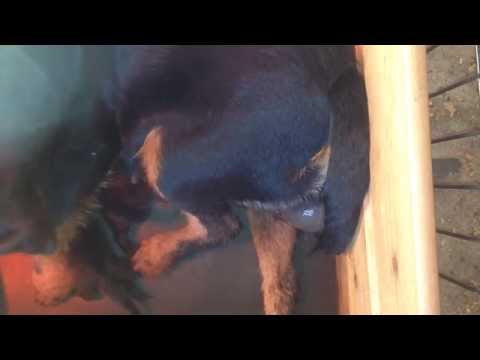 Valping hos Hunter's favorite