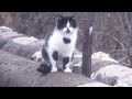 Tuxedo Cat Is Shy Or Scared Of Me