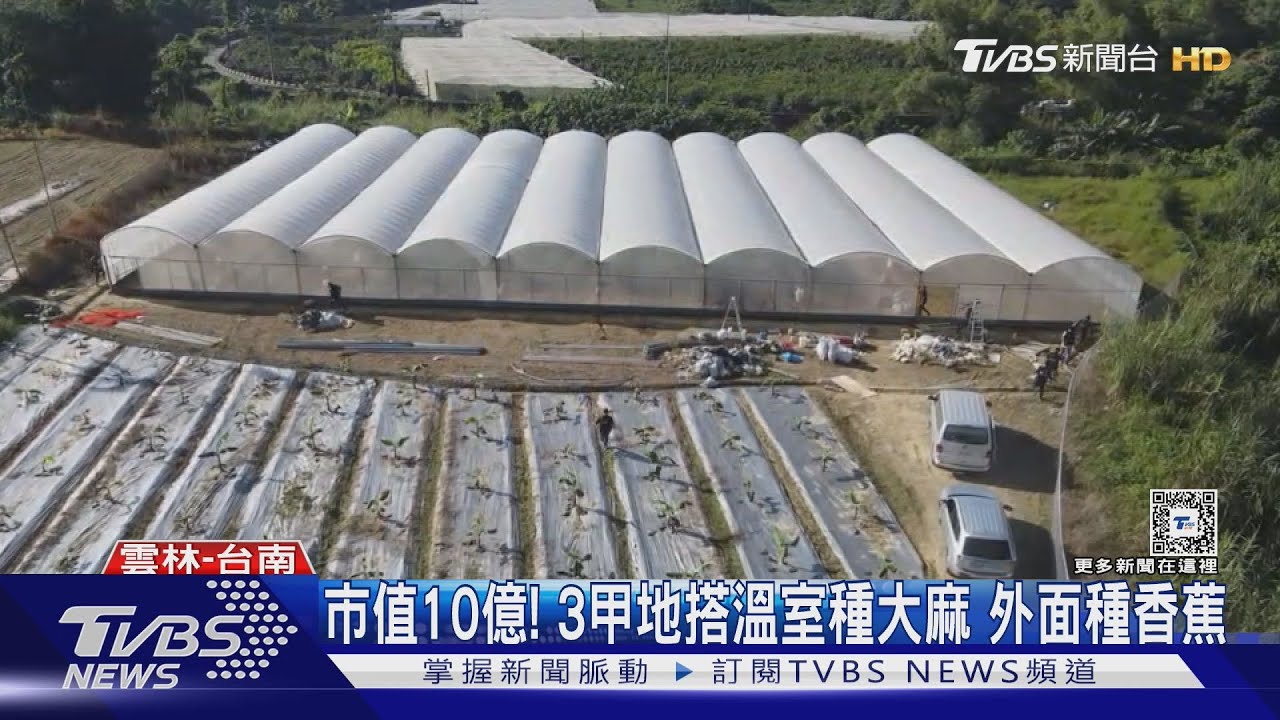 市值10億！3甲地搭溫室種大麻　外面種香蕉