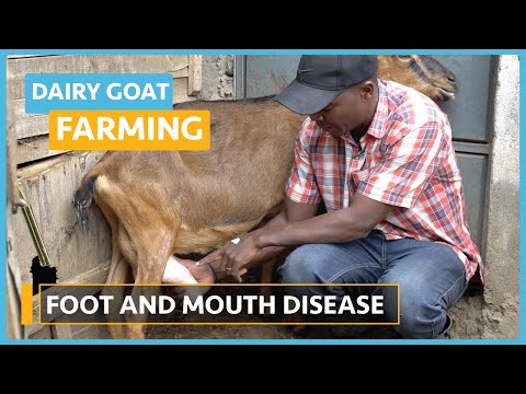 Dairy Goat Farming Lesson 1 Course Outline