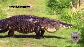 The Scoop News Video Report: One of the Circle B Bar Reserve residents