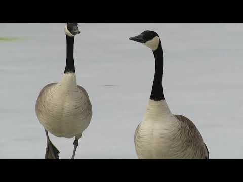 Canada geese, Kitchener, Ontario