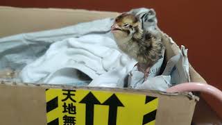 うずら系YouTuberを目指してうずら卵を孵化させたけど、孵化の瞬間を捉えられなくて終わった