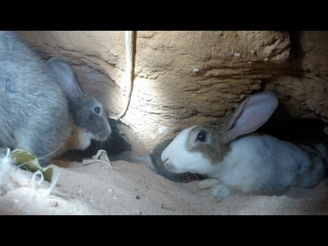YouTube video about: How big are rabbit burrows?