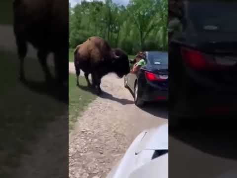 Angry Bison attacks car #shorts