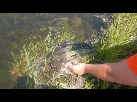 Look Out World... #BarneyTheTerrapin Is On The Loose