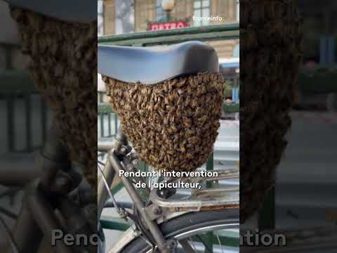 Un essaim d'abeilles sous la selle d'un vélo à Paris