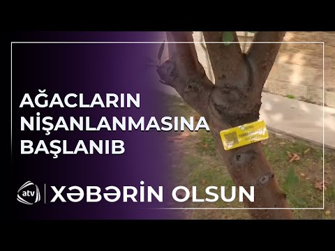 Ağacların invertarlaşdırılmasına və nişanlanmasına başlanır