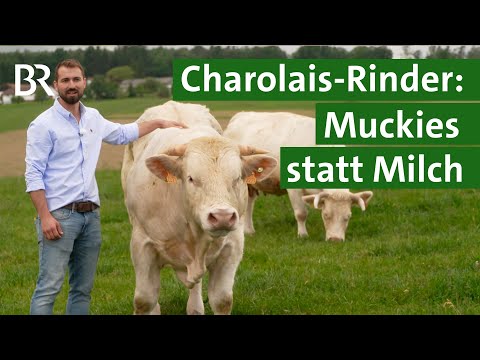 Erfolgreiche Zucht von Charolais-Rindern: Einblicke in einen Familienbetrieb | Unser Land | BR