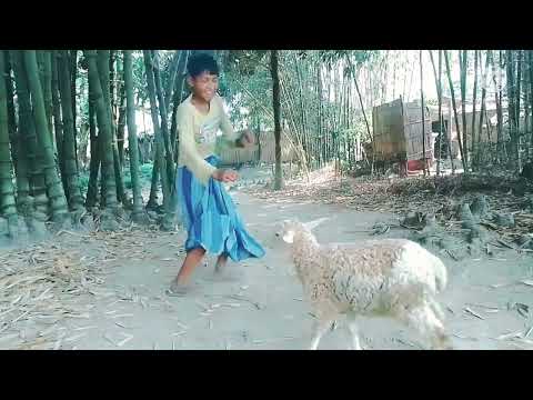 ভেড়া আর মানুষের কান্ড।vera ar manusher kand। comedy video।MRK Group