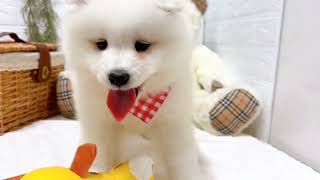 サモエドの動画01