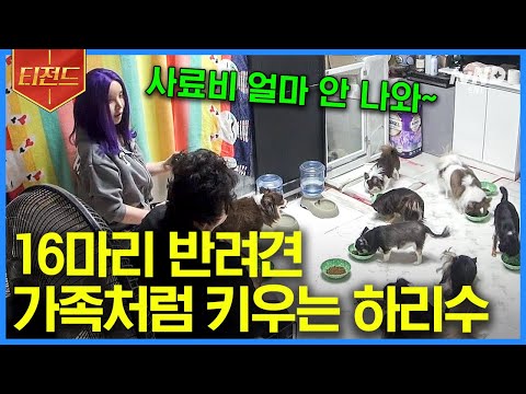 [유튜브] 반려견 16마리와 함께 하는 하리수네 집